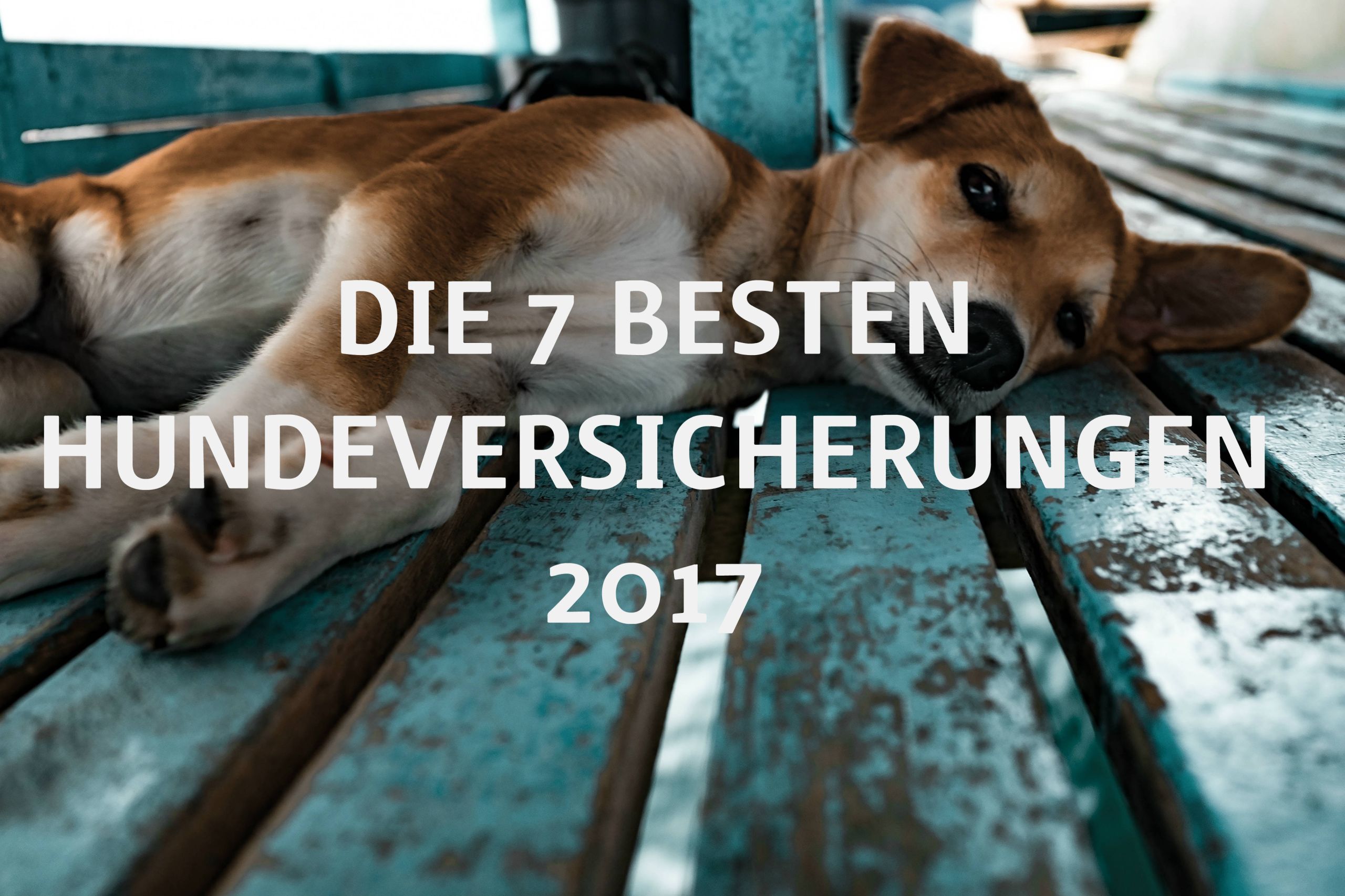 Die 7 besten Hunde-Versicherungen 2017_Titelbild