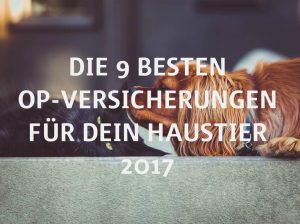 Die 9 besten OP-Versicherungen für Dein Haustier