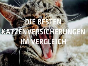 Die besten Katzenversicherungen im Vergleich